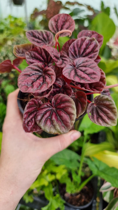 Peperomia caperata 'Ruby Ripple' Root'd Plants 