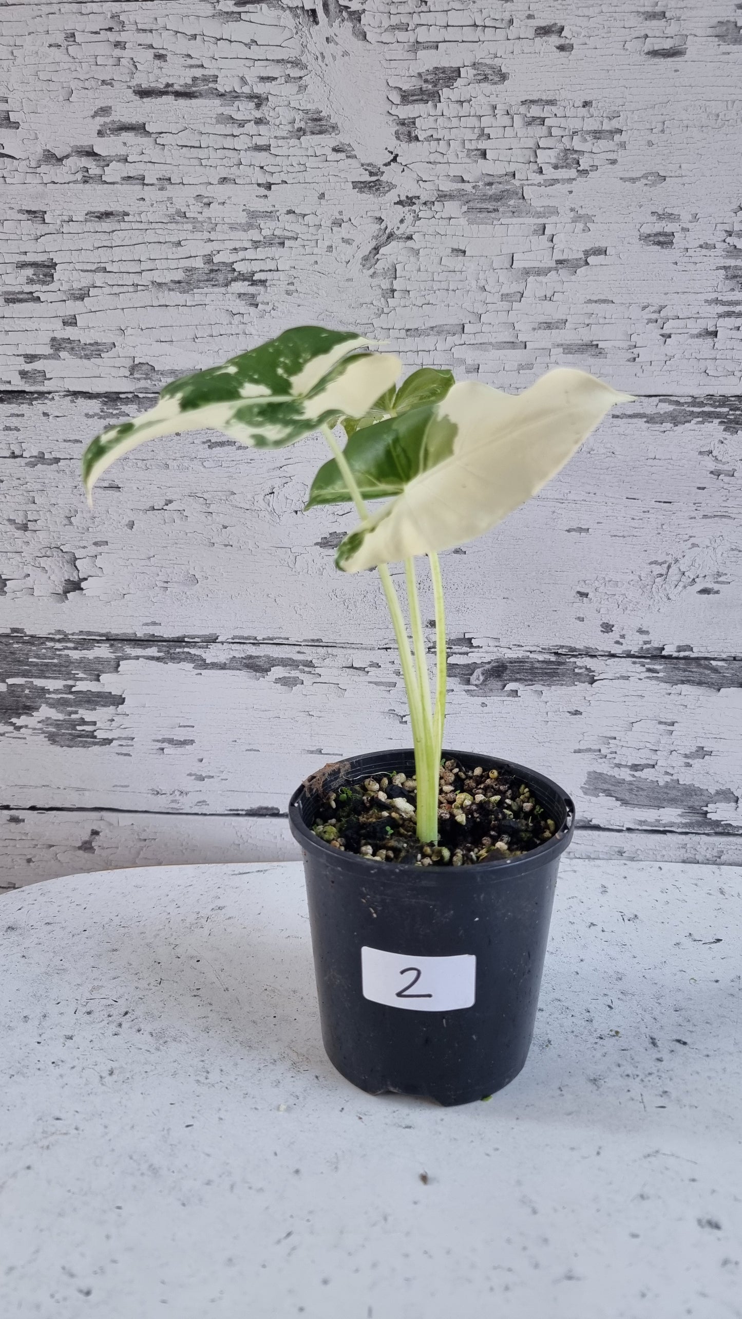 Alocasia Macrorriza variegata - 雜色象耳