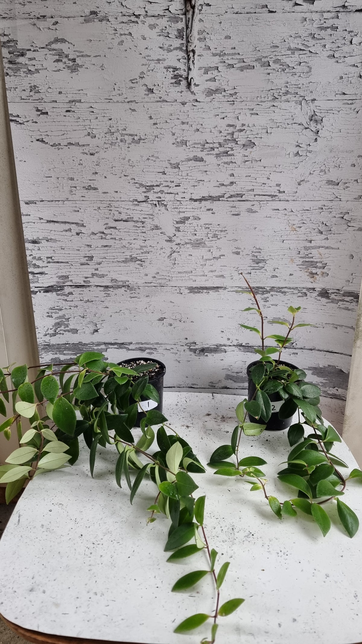 Aeschynanthus radicans - Lipstick Plant