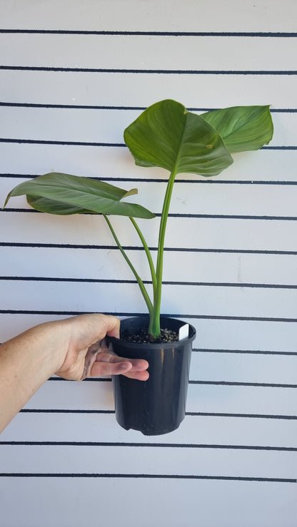 Homalomena sp. 'Silver'