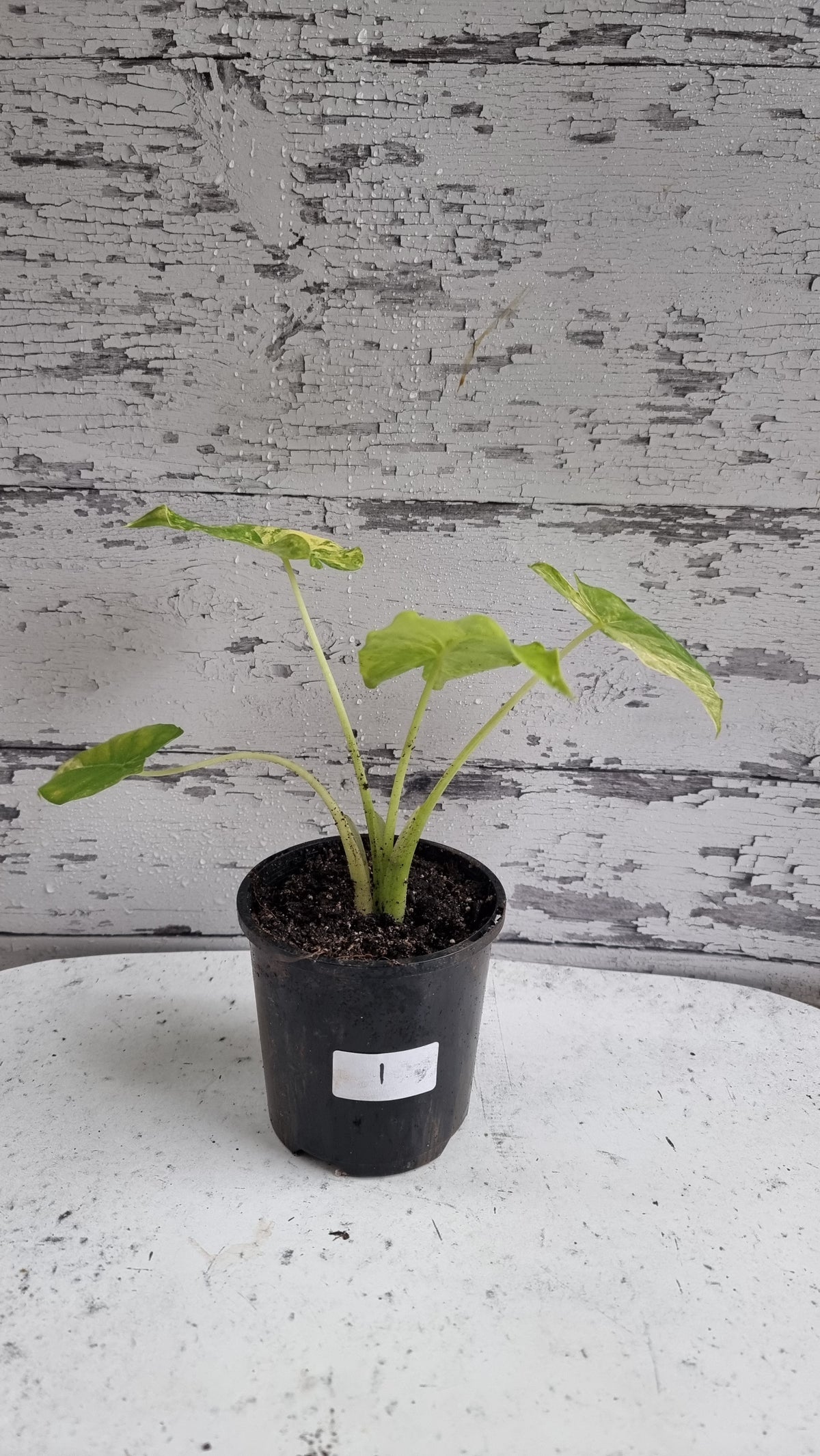 Alocasia gageana 'Aurea' - Yellow Variegated Elephant Ear