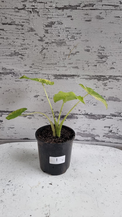 Alocasia gageana 'Aurea' - Yellow Variegated Elephant Ear