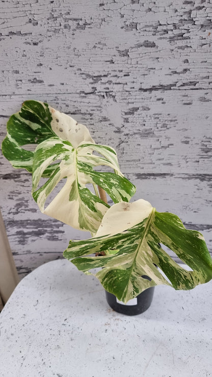 Monstera deliciosa borsigiana variegata - Variegated Fruit Salad Plant