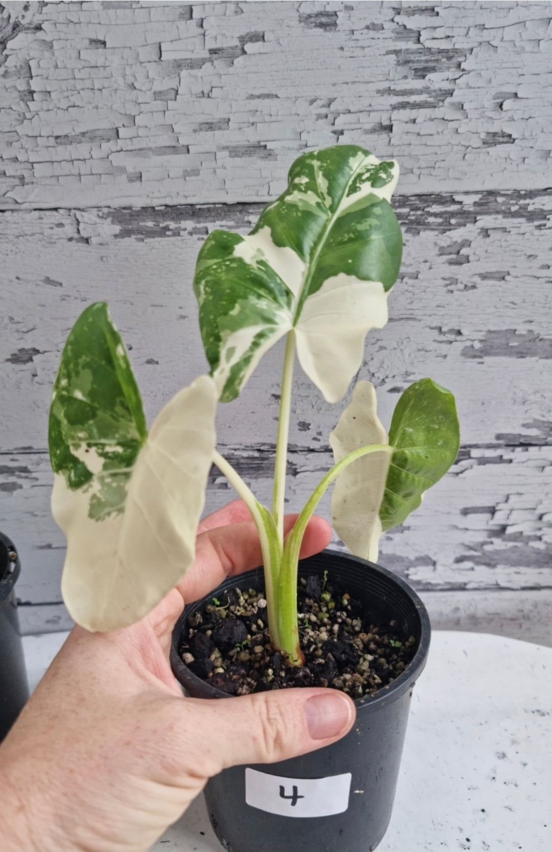 Alocasia Macrorriza variegata - 雜色象耳