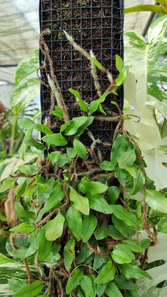 Microgramma vacciniifolia - Rhizomatous Fern