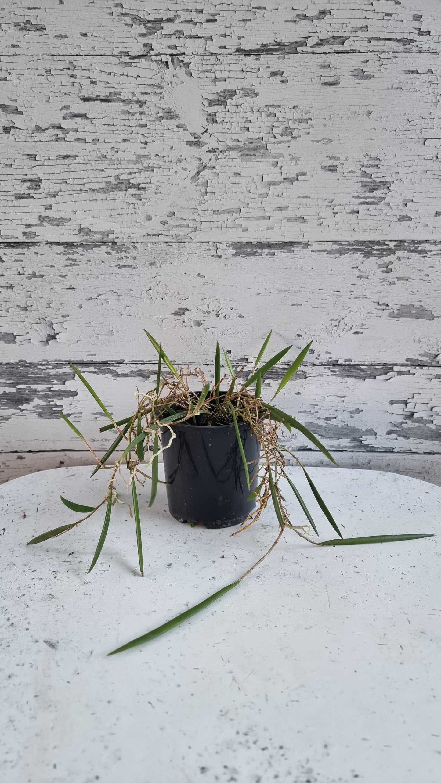 Dendrobium (Dockrillia) 'Dainty Cascade' x pugioniforme - Pencil Orchid Hybrid