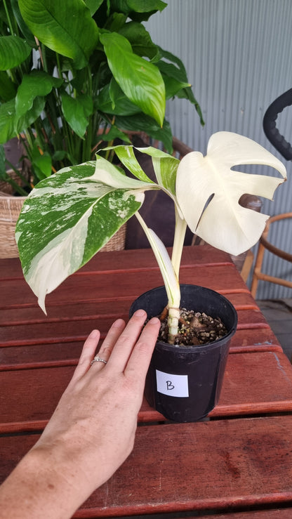 Monstera deliciosa borsigiana variegata - Variegated Fruit Salad Plant