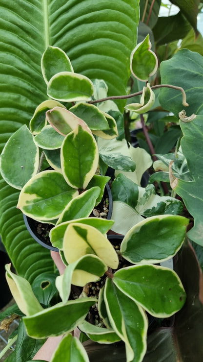 Hoya carnosa 'Krimson Queen' - Albo Variegated Wax Vine Plant