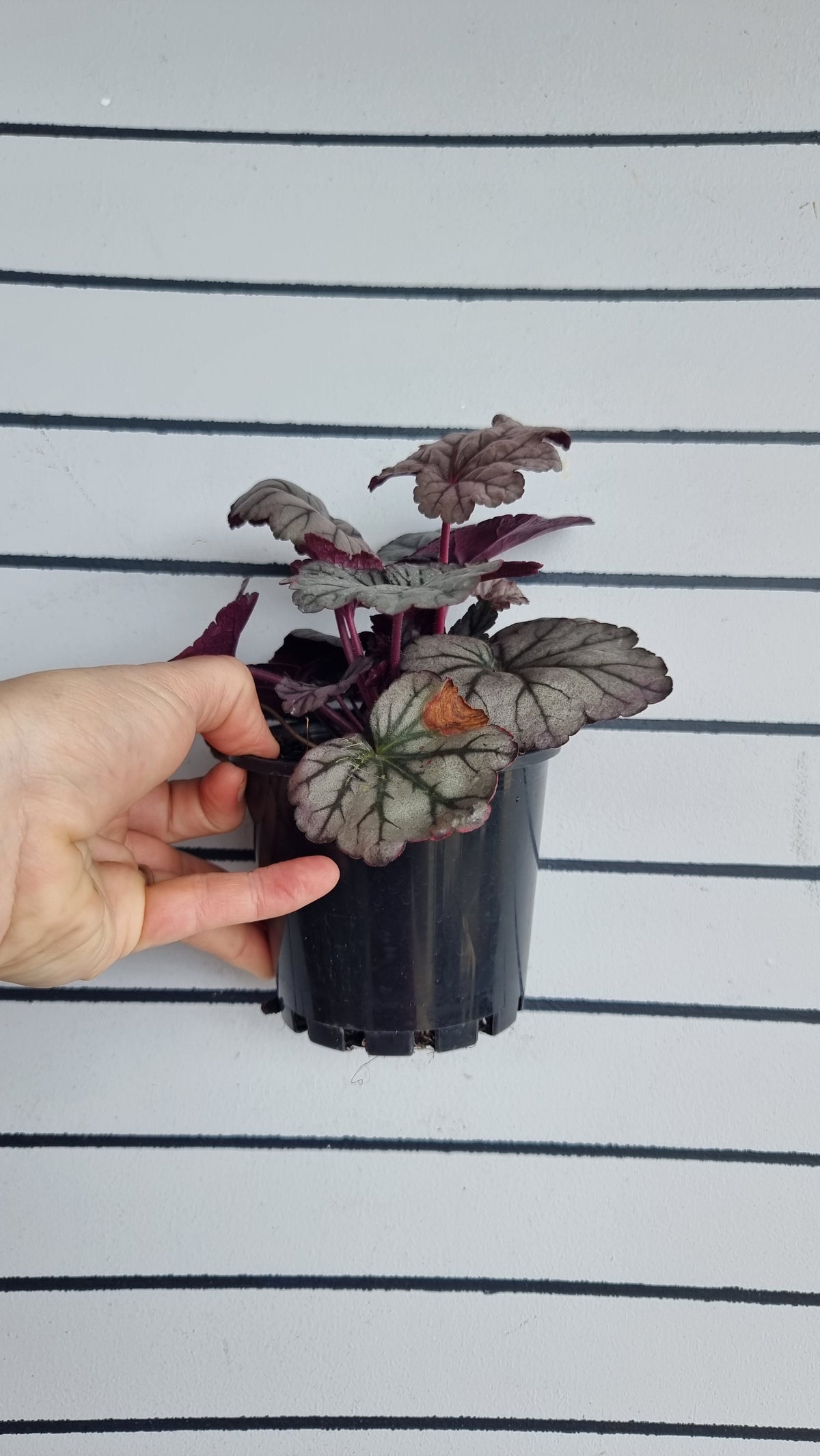 Heuchera '糖梅' - 珊瑚鐘