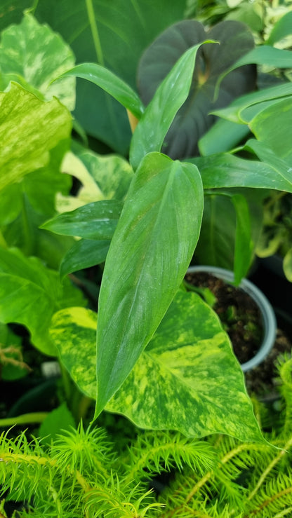Philodendron holtonianum - Tesla plant