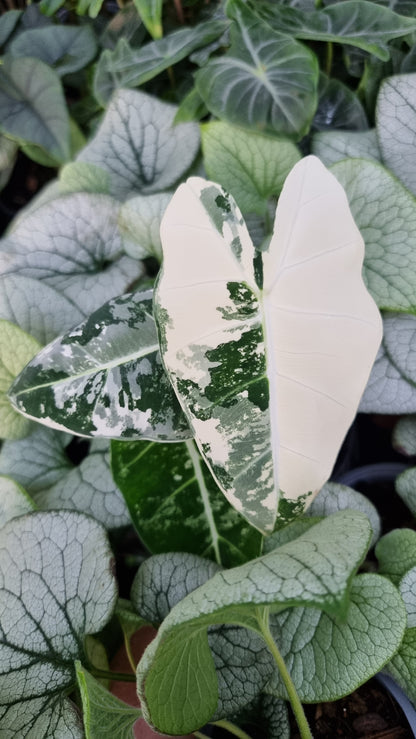 Alocasia micholitziana 'Frydek' - 雜色綠天鵝絨