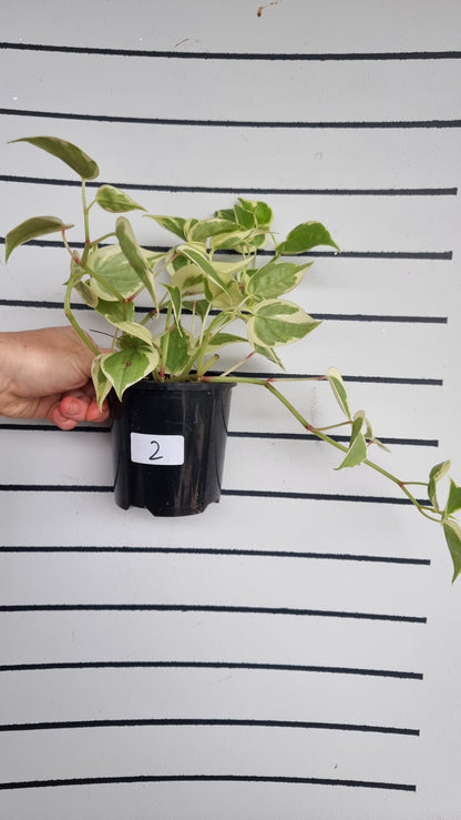 Peperomia scandens variegata - Heart Leaf Peperomia
