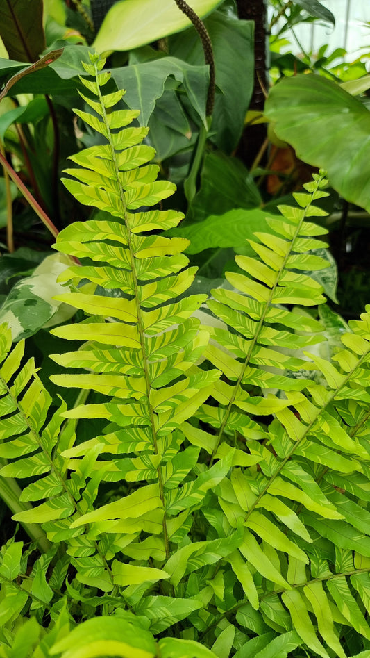 Nephrolepis exaltata bostoniensis variegata - 杂色波士顿蕨