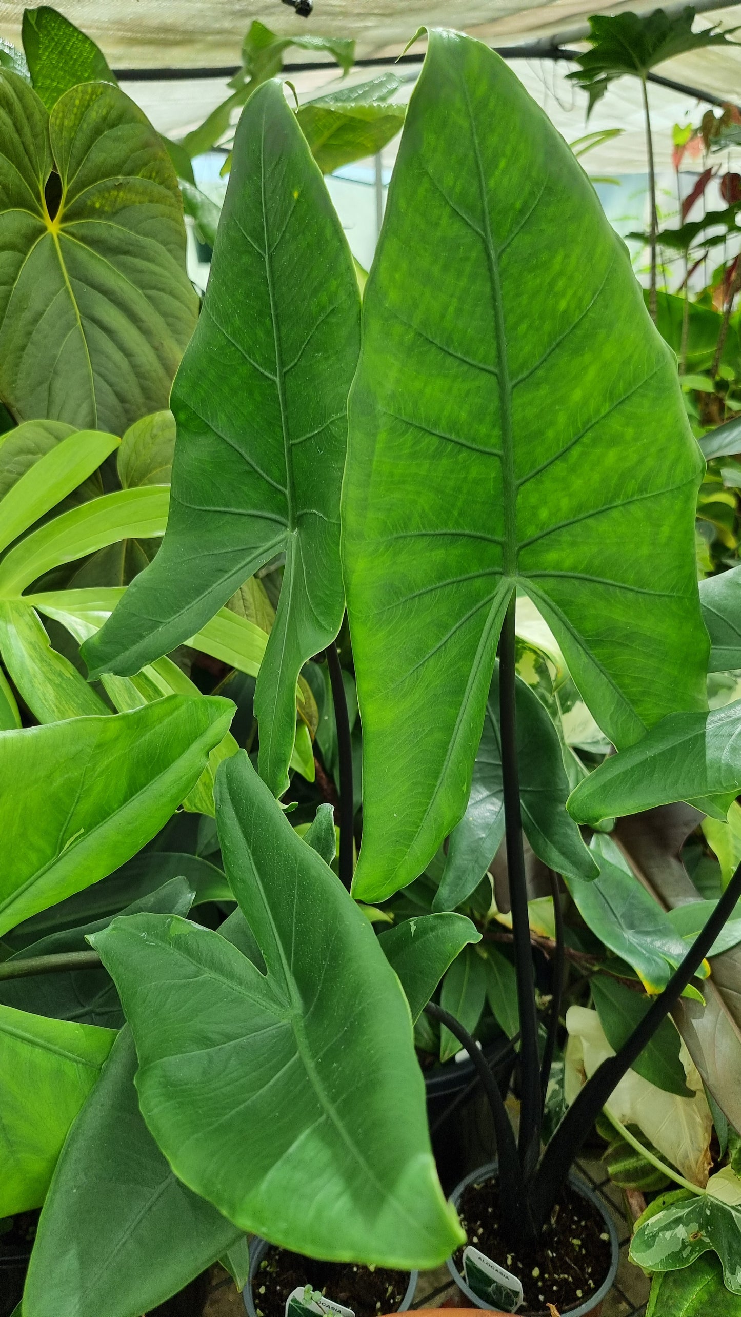 Alocasia zebrina 'Black Stem'