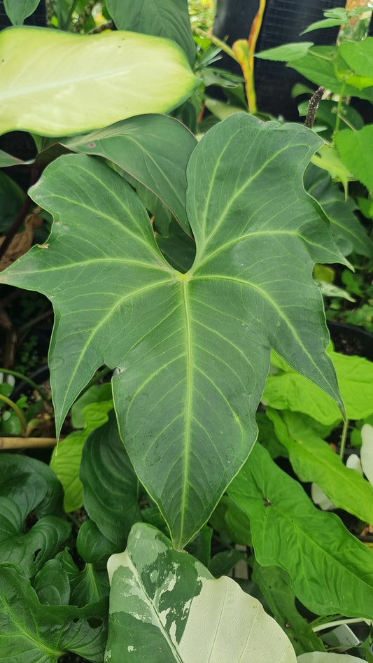 Anthurium macrolobium