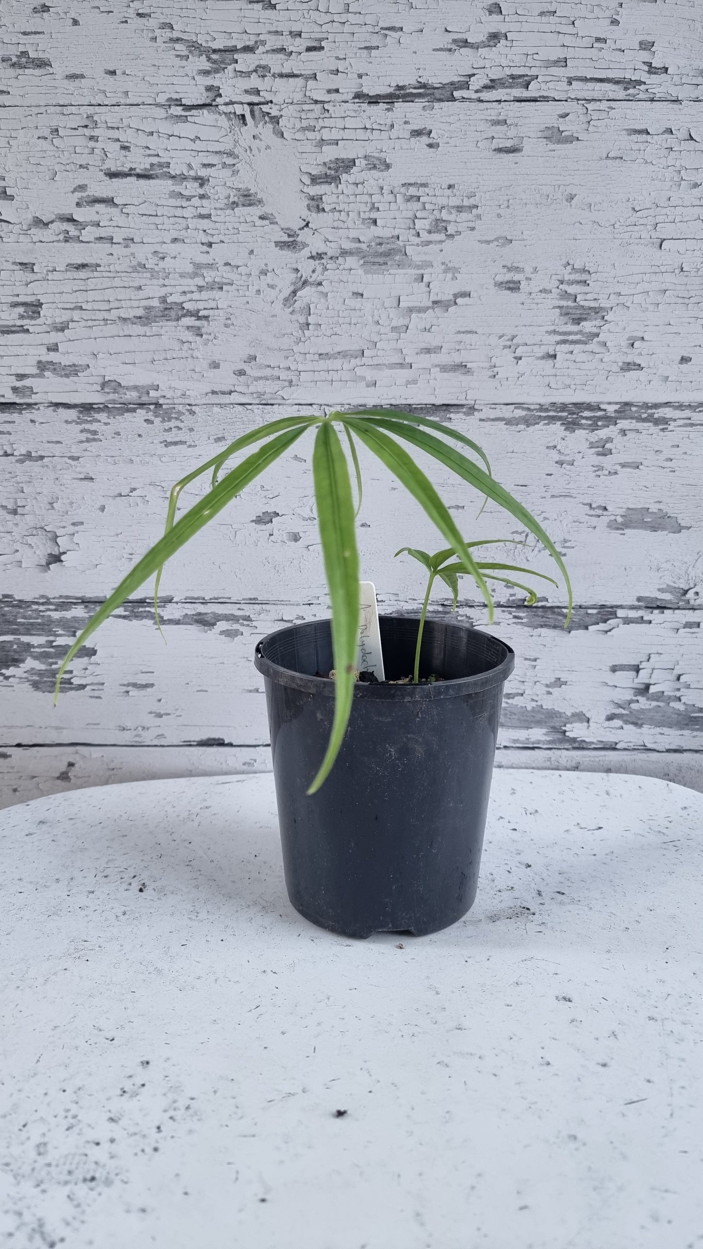 Anthurium polydactylum - Tropical Aroid
