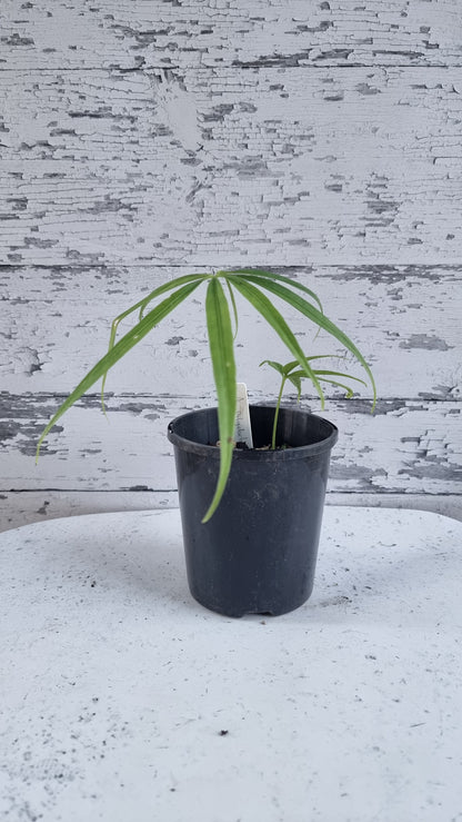 Anthurium polydactylum - Tropical Aroid