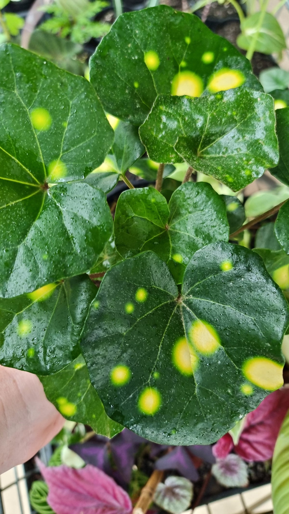 Farfugium (prev. Ligularia) japonicum 'Aureomaculatum' - 斑豹植物