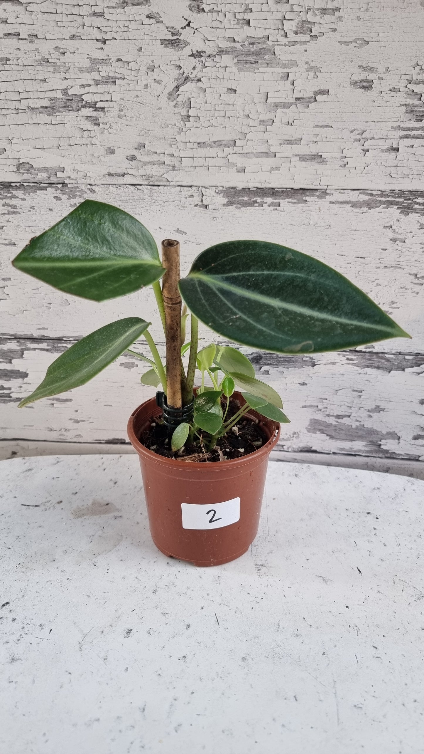 Peperomia maculosa 'Xiang Cao' - Radiator Plant