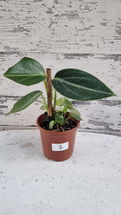 Peperomia maculosa 'Xiang Cao' - Radiator Plant