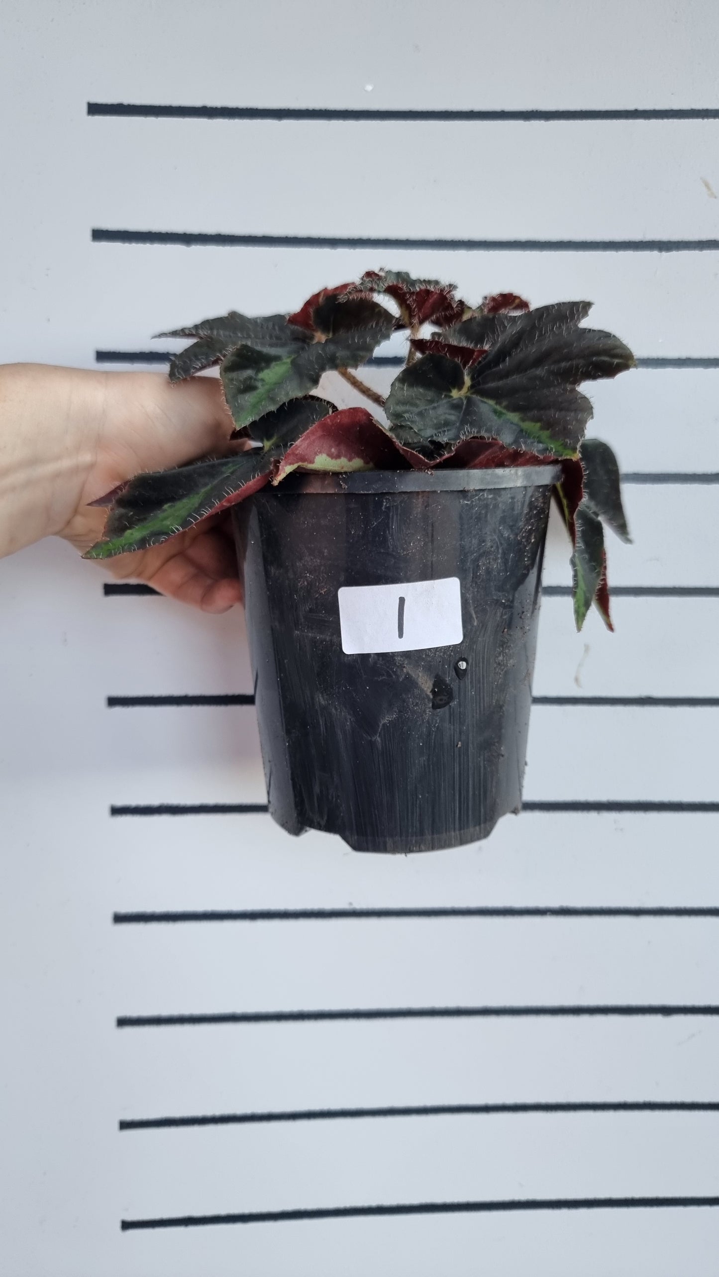 Begonia 'Lightning Strike'