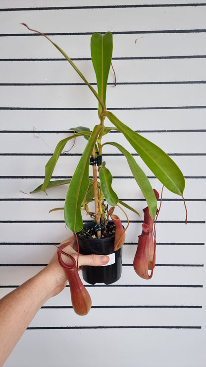 翼猪笼草