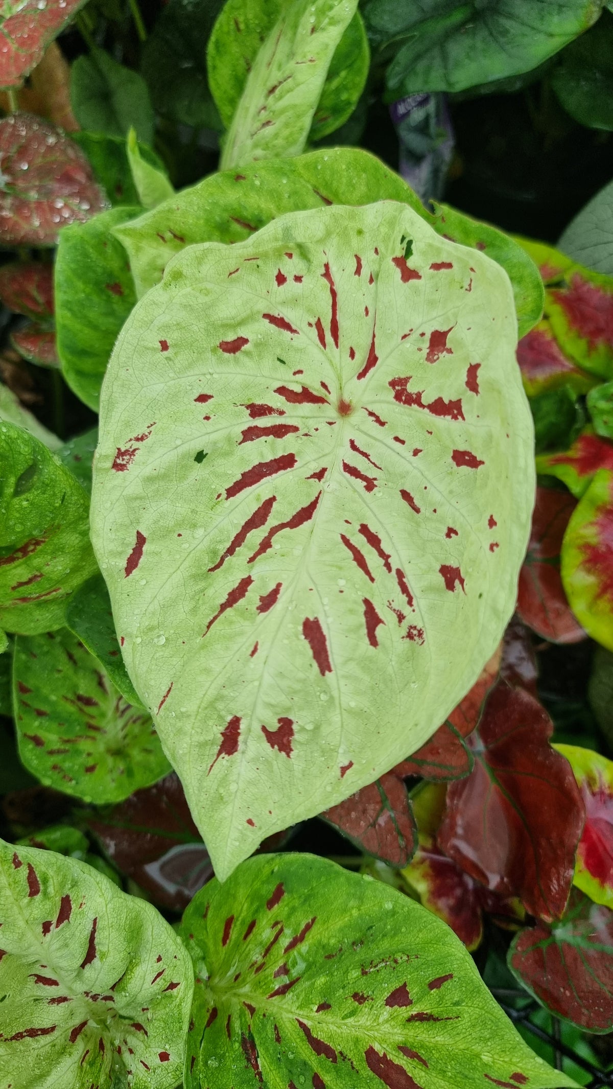 Caladium bicolour 'Emerald Flame'