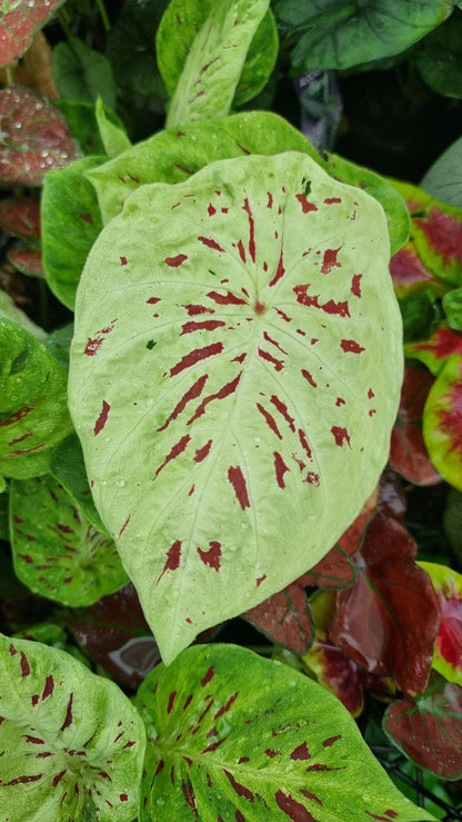 Caladium bicolour 'Emerald Flame'