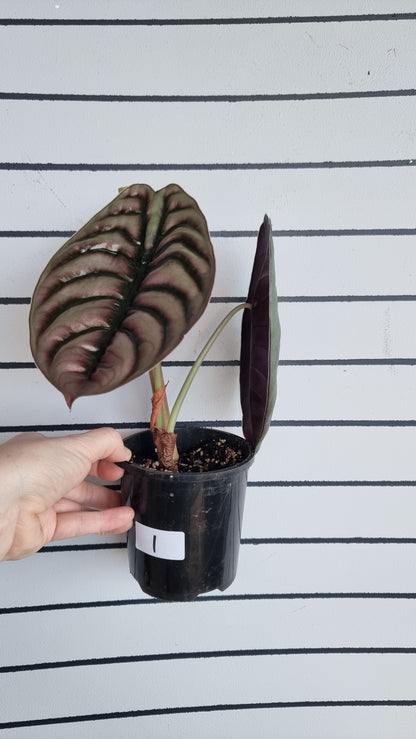 Alocasia cuprea ‘Red Secret’ - Mirror plant, Elephant ear.