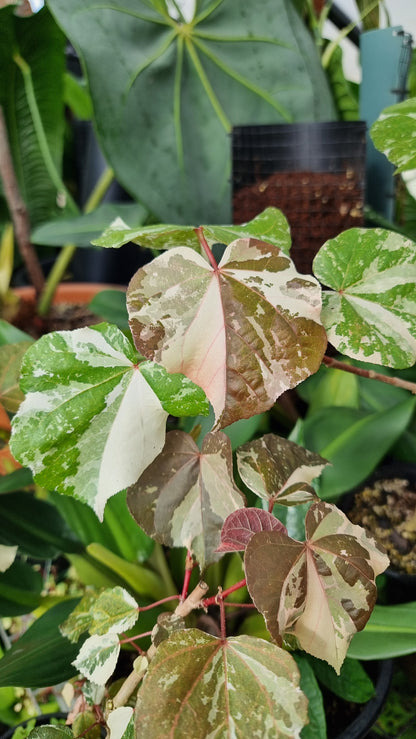 Hibiscus tiliaceous variegata - Variegated Sea Hibiscus