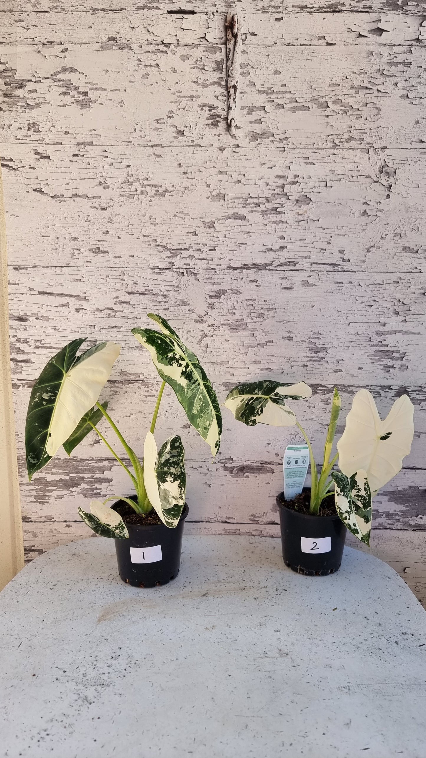 Alocasia micholitziana 'Frydek' - 雜色綠天鵝絨