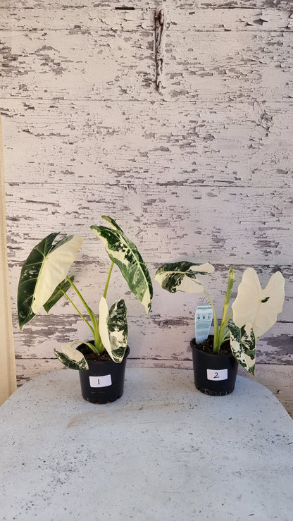 Alocasia micholitziana 'Frydek' - 雜色綠天鵝絨