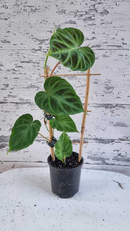 Philodendron verrucosum - 攀缘天南星