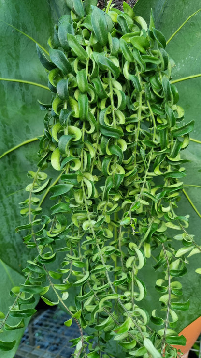 Aeschynanthus radicans 'Curly' - Lipstick Plant