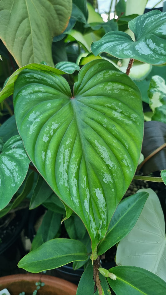 喜林芋（圆形）