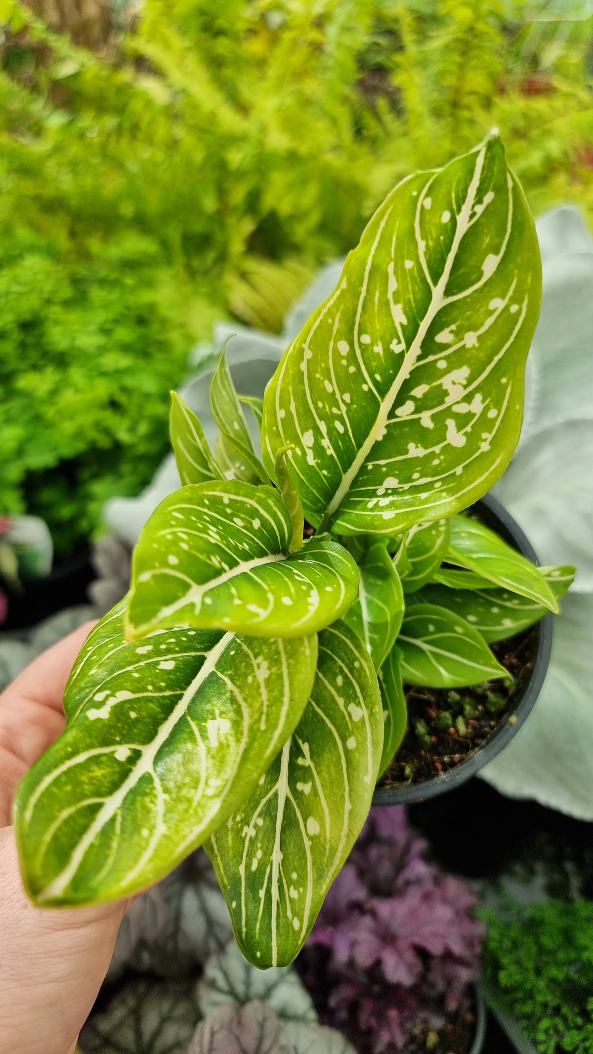 Aglaonema commutatum 'Tom's Pride'
