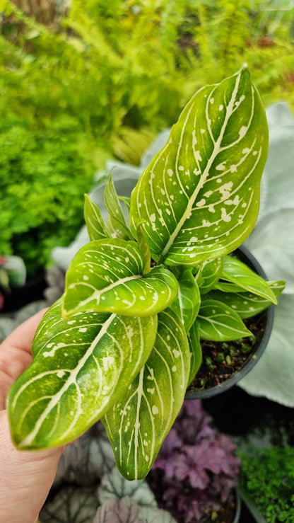 Aglaonema commutatum 'Tom's Pride'