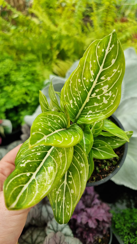 Aglaonema commutatum 'Tom's Pride'