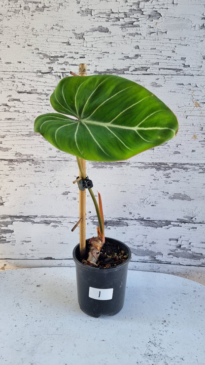Philodendron gloriosum（深色/白色靜脈）
