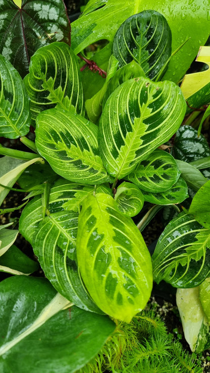 Maranta leuconeura 'Lemon Lime' - Prayer Plant