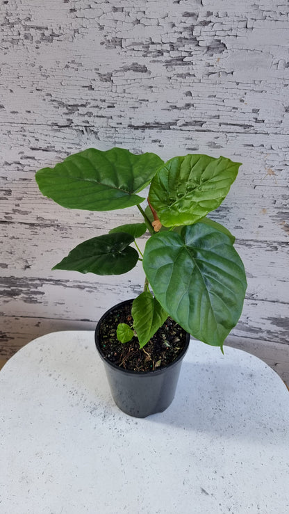Ficus umbellata - 伞无花果
