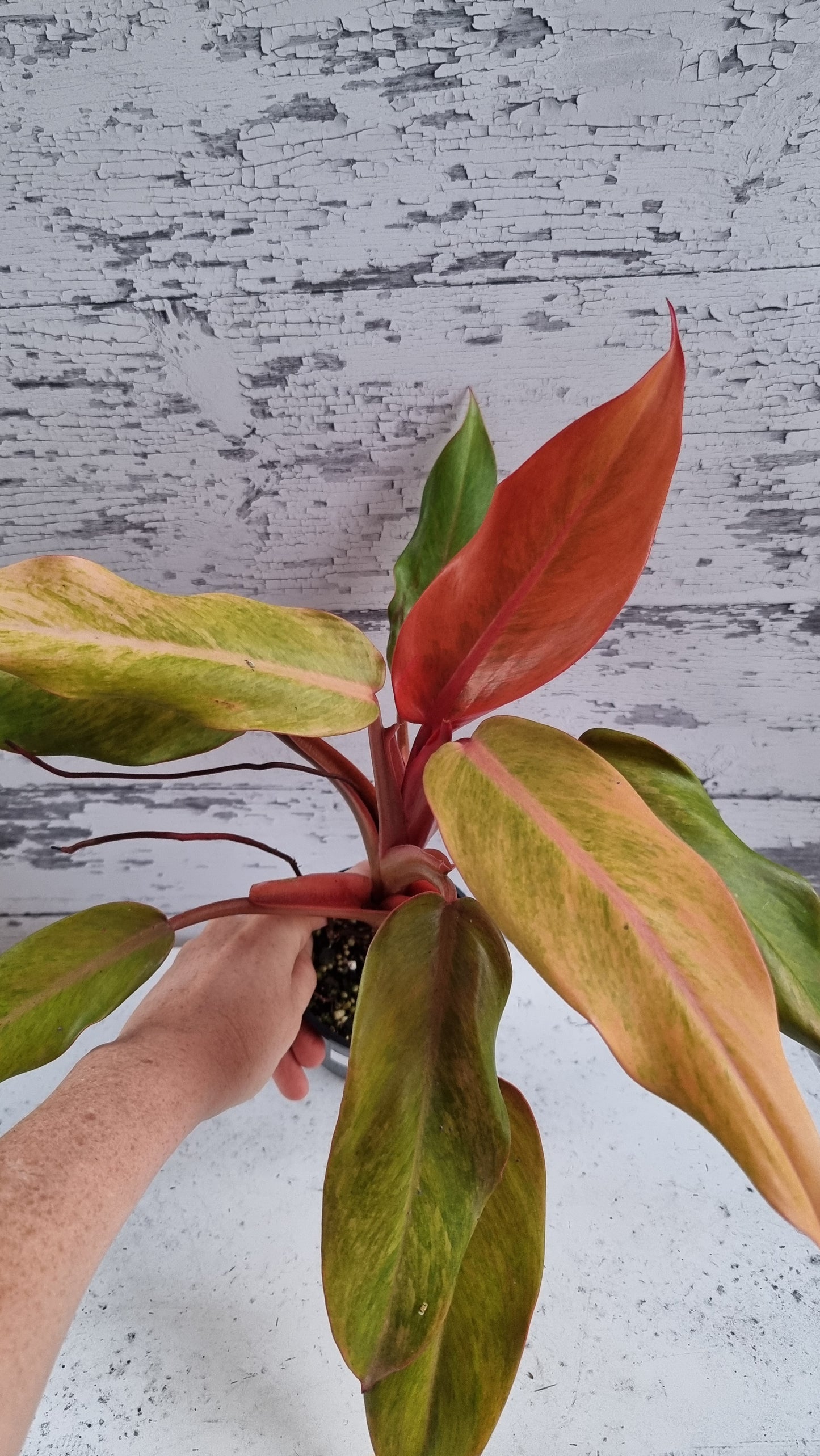 Philodendron erubescens ‘橙子果酱’