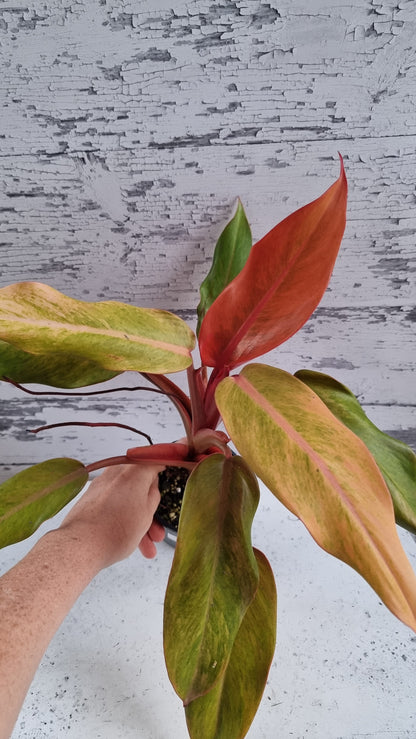 Philodendron erubescens ‘橙子果酱’