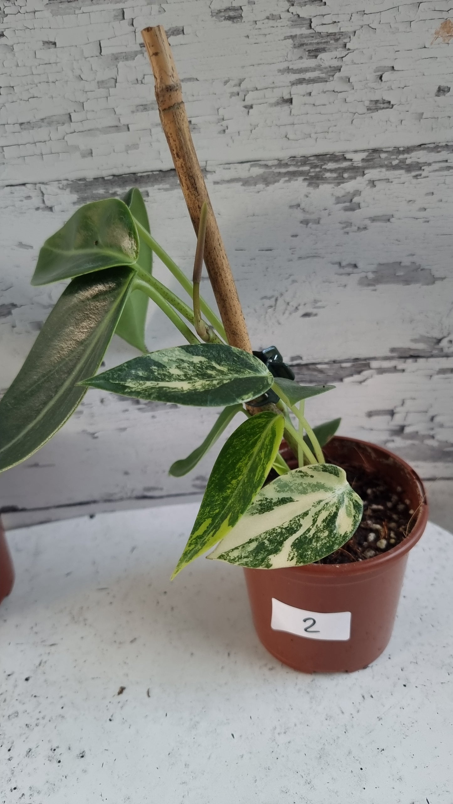 Peperomia maculosa 'Xiang Cao' variegata - Variegated Radiator Plant