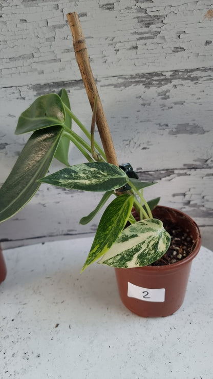 Peperomia maculosa 'Xiang Cao' variegata - Variegated Radiator Plant