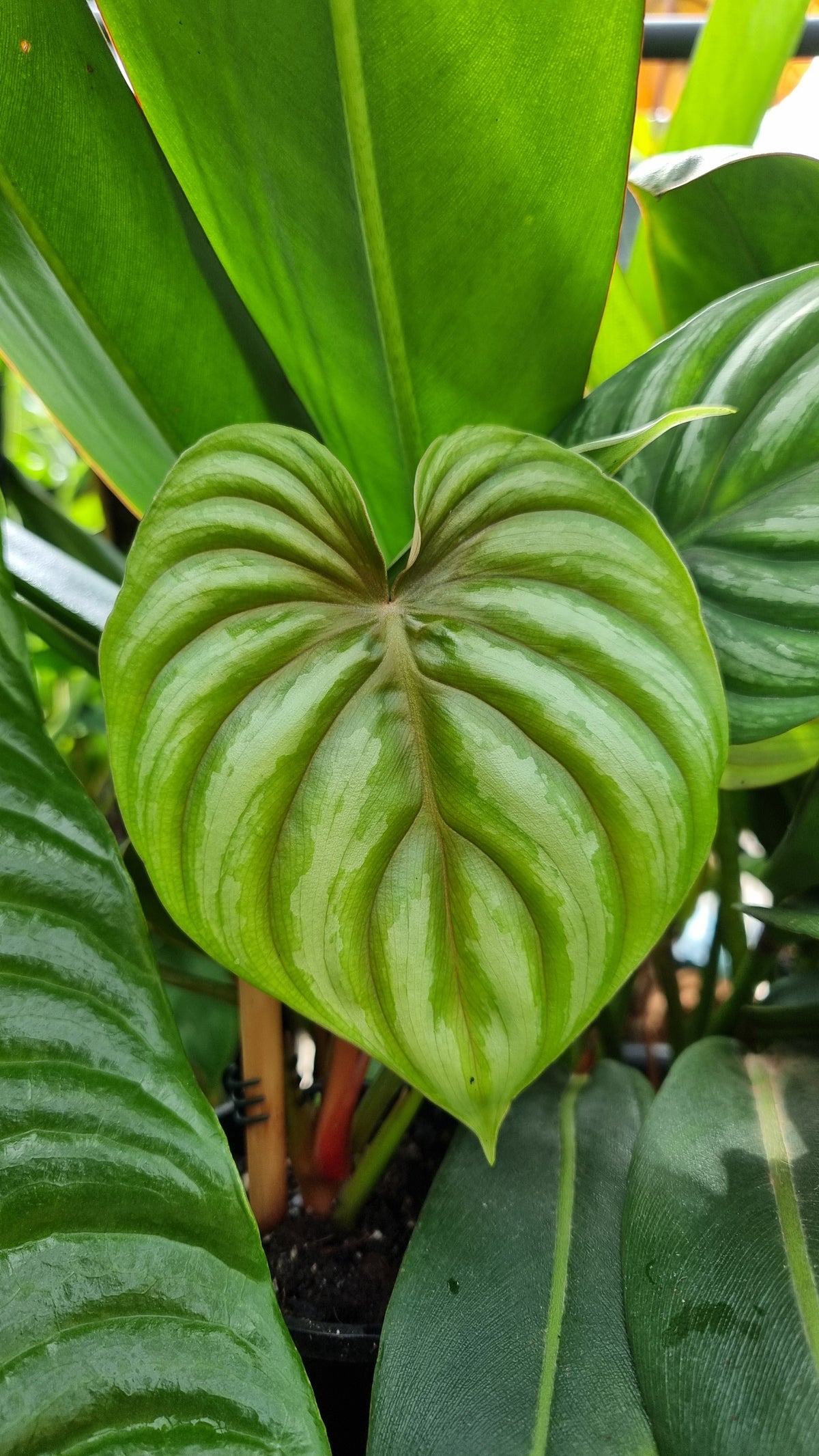 喜林芋（圆形）