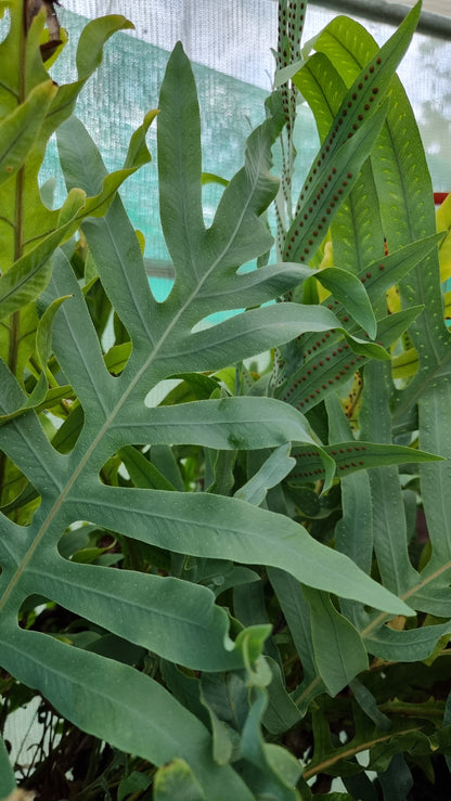 Phlebodium aureum - Blue Star Fern
