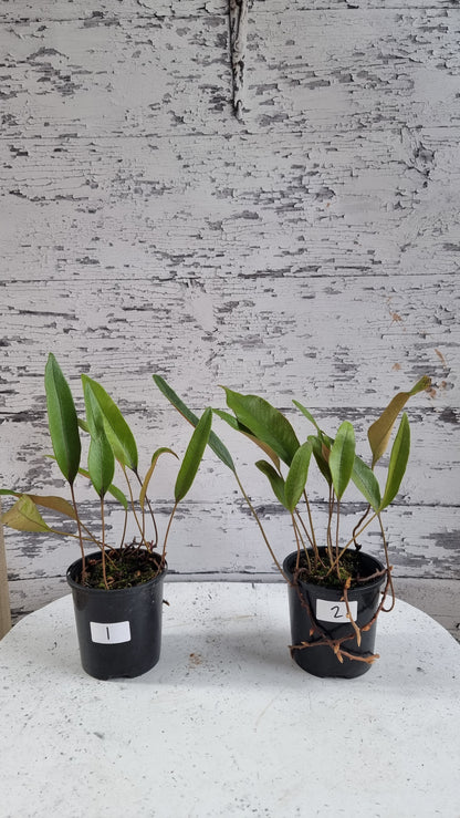 Pyrrosia lingua - Japanese Felt Fern