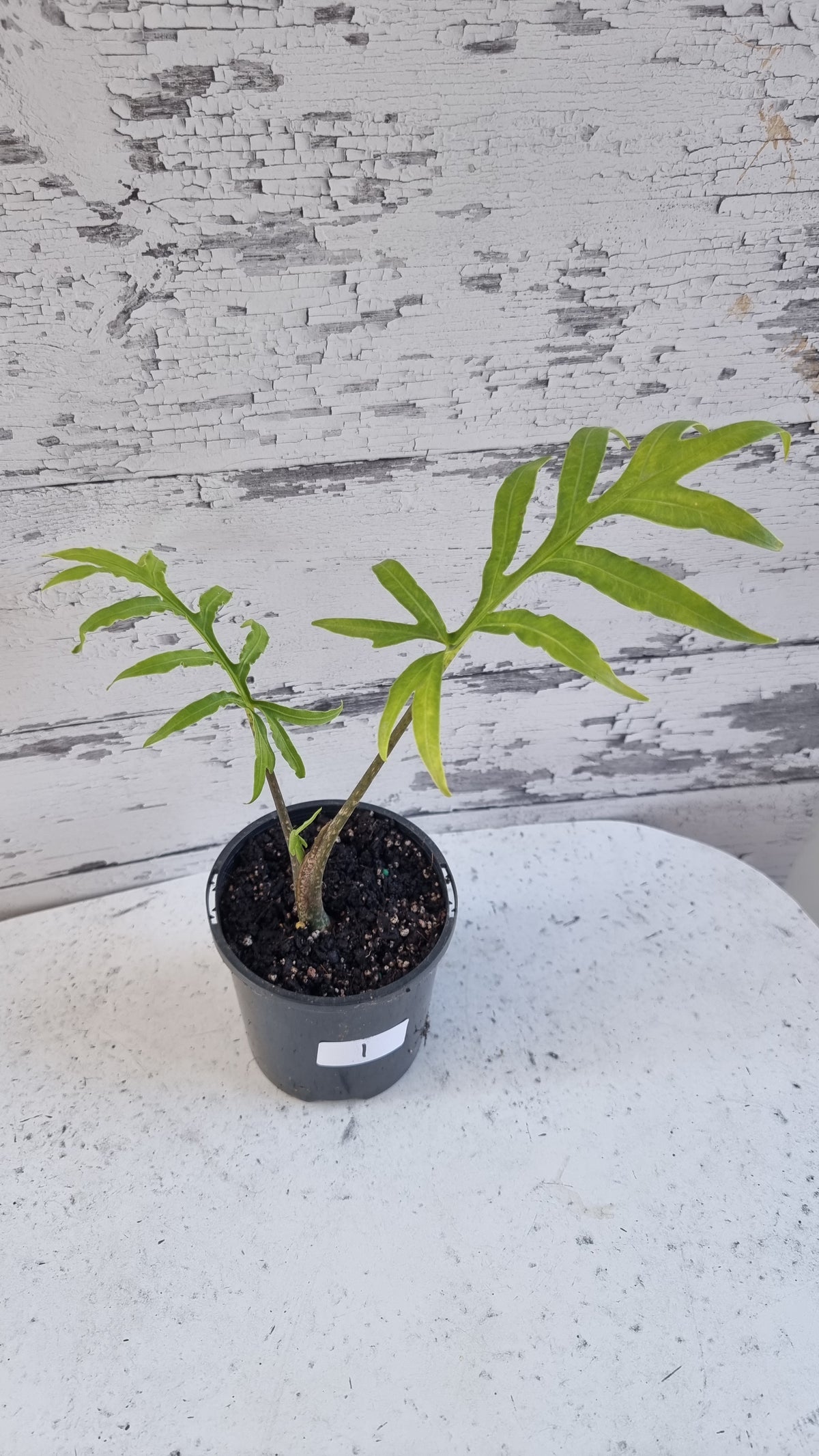 Alocasia brancifolia 'Serpent's Tail'