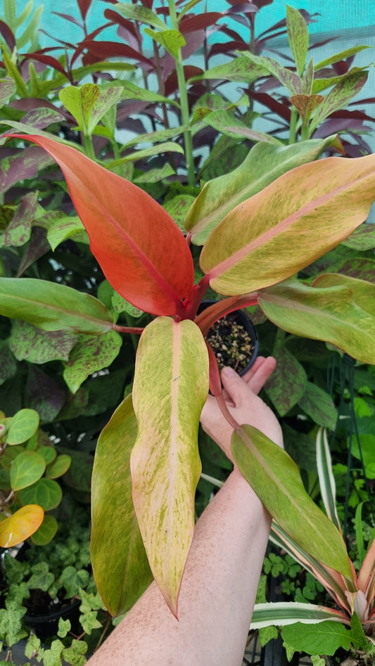 Philodendron erubescens 'Orange Marmalade'